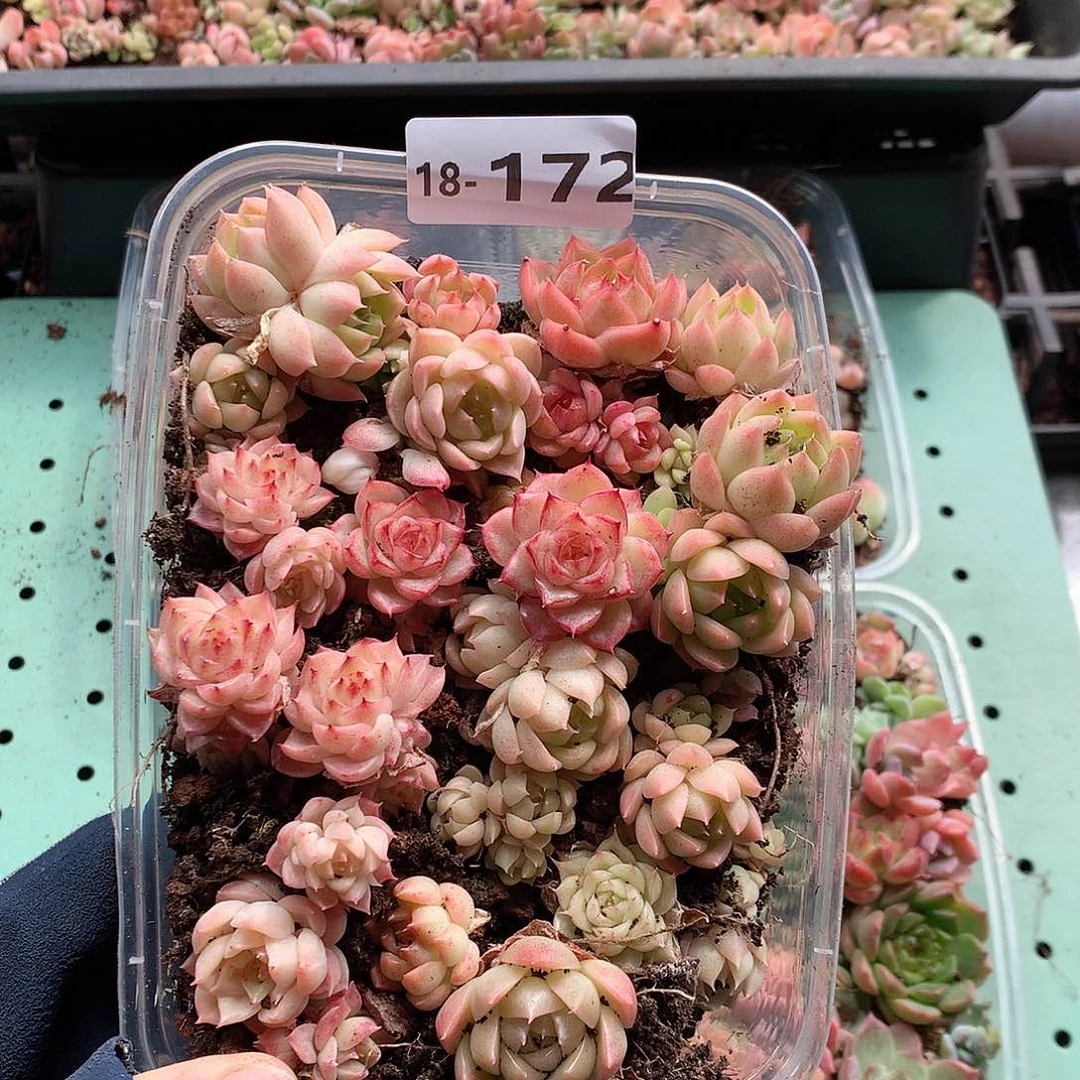 18-172一物一拍切糕