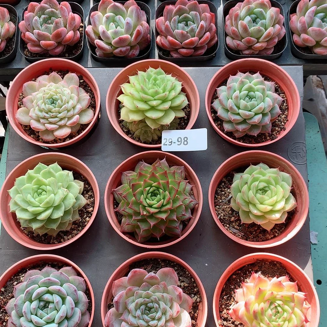 29-98一物一拍9颗