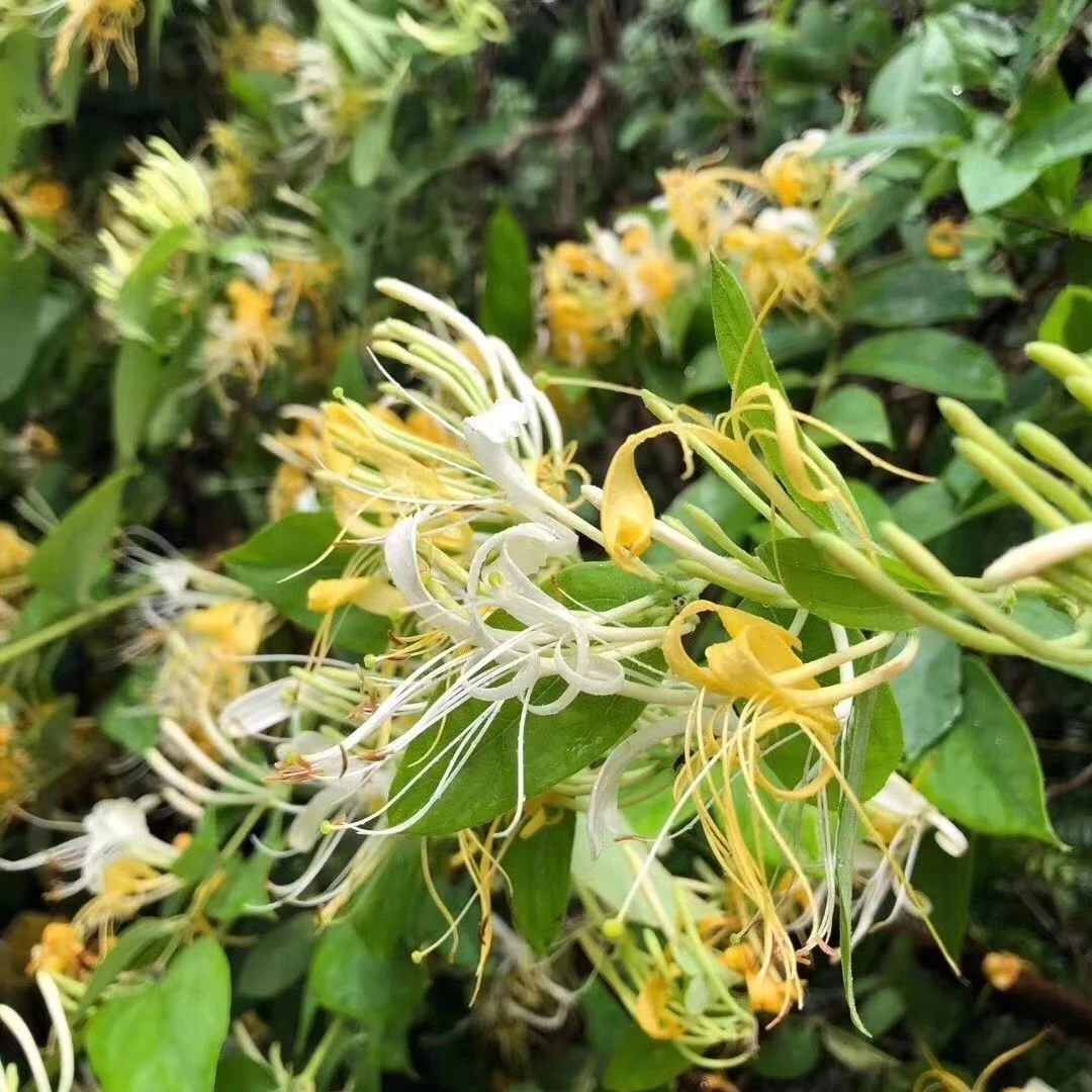 大别山金寨野生金银花茶下火佳品250克50克