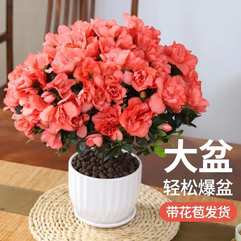 大盆樱桃红杜鹃花， 带花苞发货.四季开花 室内外绿植花卉