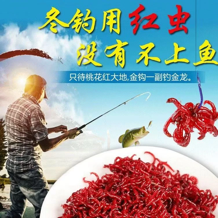 钓鱼红虫高品质手工筛选精品特大号公虫饲料精品饵拉饵打窝渔食