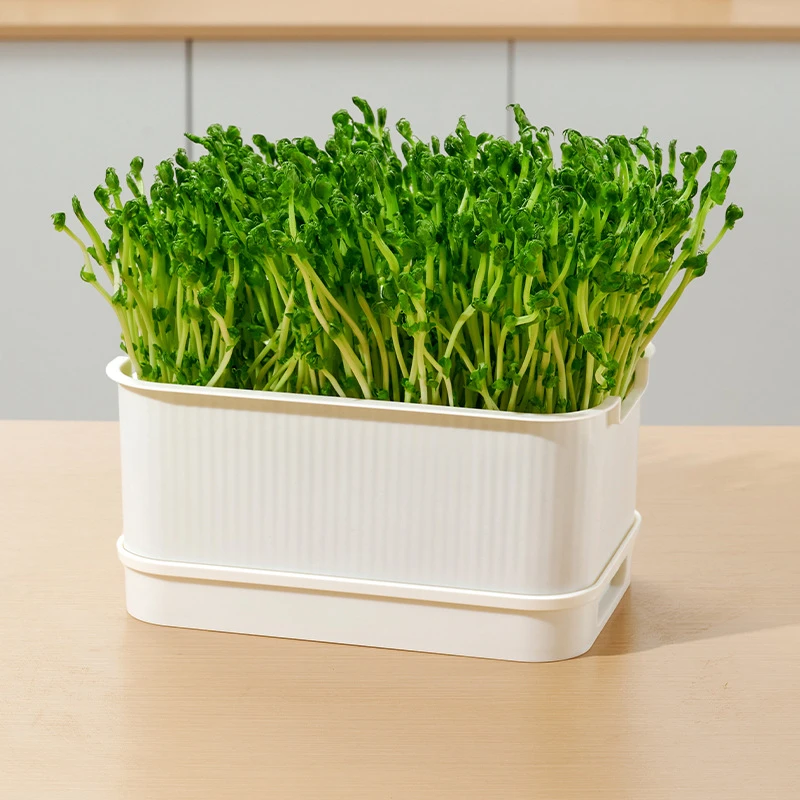 红色发豆芽专用盆无土栽培种植盘发豆芽育苗盘塑料培育发花生芽盆