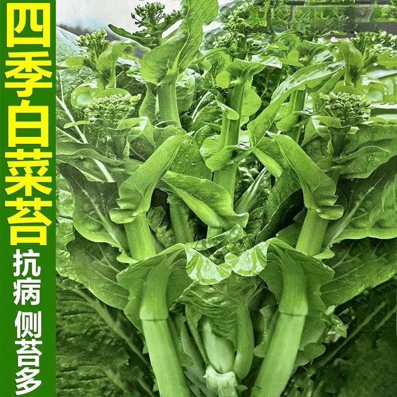 四季早熟白菜苔种子白菜薹菜心种籽可多次采收抗病蔬菜种子