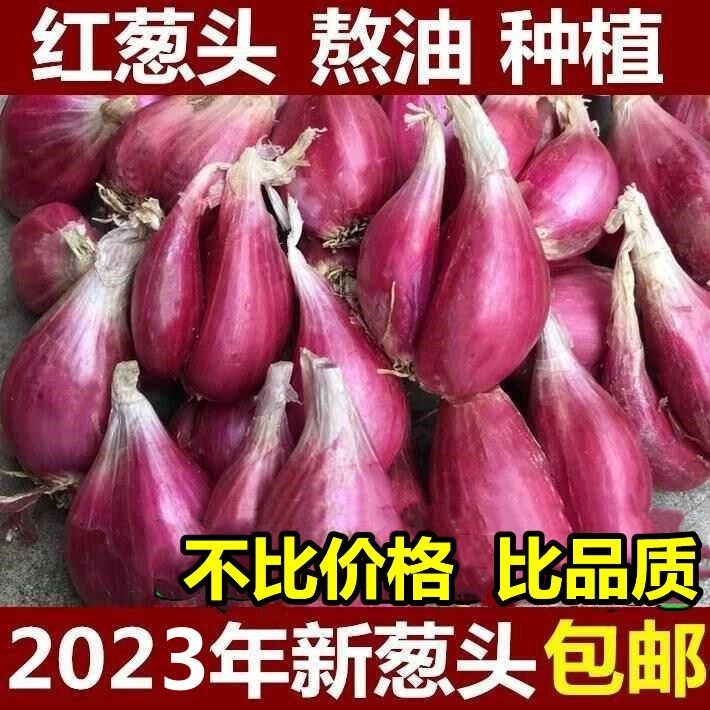 新鲜红葱头正宗小香葱头红皮四季葱种葱酥饱满肉多新鲜食用送肥料