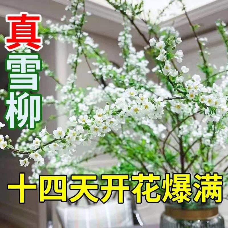雪柳干枝支鲜切枝条插水开花室内好养水培植物盆栽绿植喷雪花鲜枝