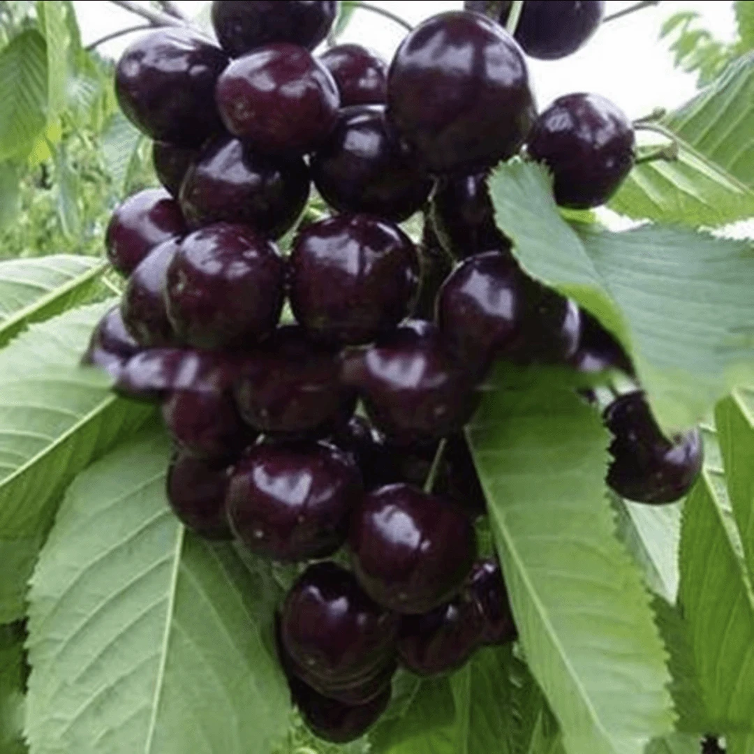 车厘子树苗樱桃树苖南方北方种植盆栽庭院果树矮化大樱桃苗