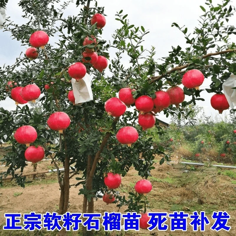 石榴树树苗突尼斯软籽石榴苗盆栽庭院果树无籽甜石榴树苗