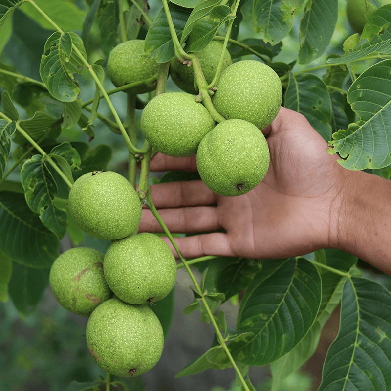 核桃苗果树苗嫁接文玩薄皮纸皮地栽盆栽带土南方北方种植