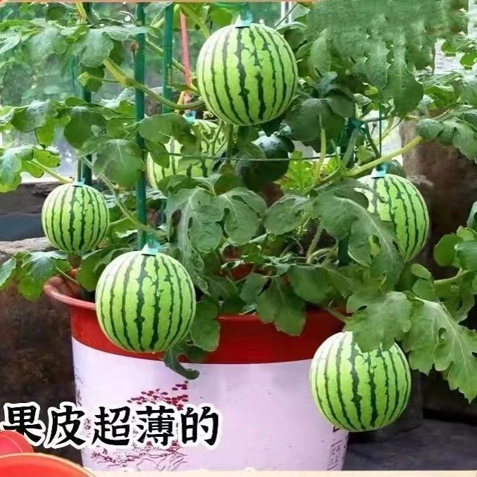 甜麒麟蜜罐小西瓜种子无籽小西瓜四季种植阳台庭院盆栽水果种子