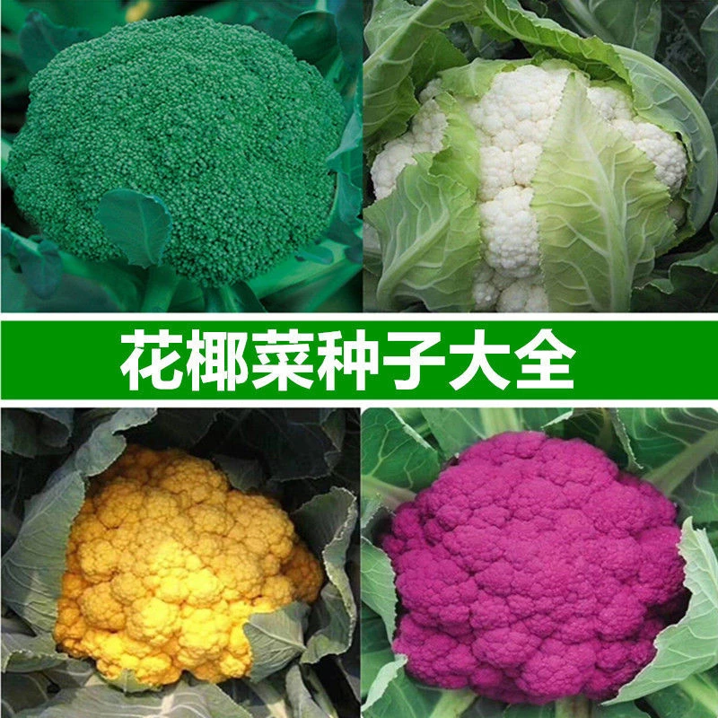 蔬菜种子花椰菜种子西兰花耐热耐寒花菜白色花菜多彩花菜