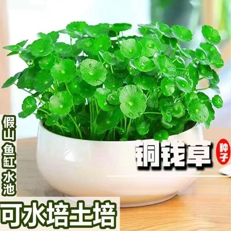 铜钱草金钱草水养种籽水培土培花种子大号四季庭院阳台盆栽种