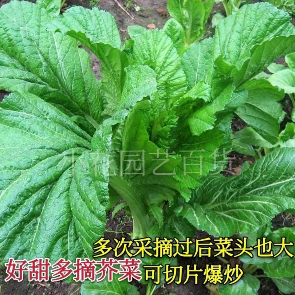 好甜多摘芥种子甜芥菜种籽大芥菜籽多次采收四季播蔬菜种夏季简单