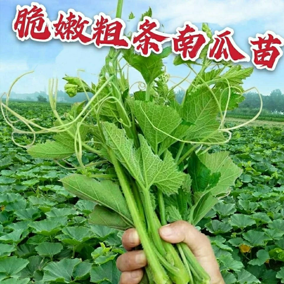 养生南瓜苗种子专吃茎叶南瓜种子特色蔬菜籽四季阳台盆栽南瓜苗