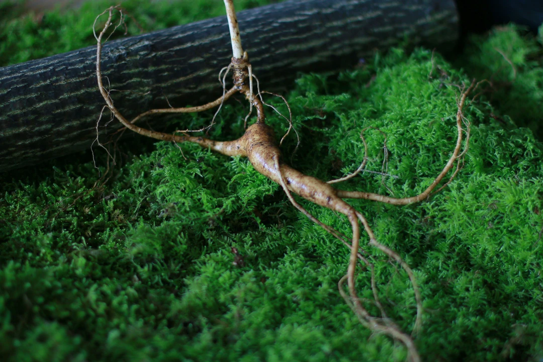 长白山特产 自然黑土【林下参】 煲汤泡酒泡水