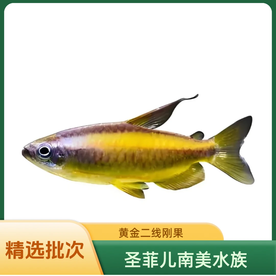 圣菲儿黄金二线刚果灯鱼 混养埃及南美配鱼 热带鱼 好饲养 有指导