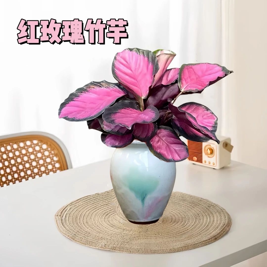 红玫瑰竹芋室内绿植盆栽桌面盆景观叶植物花卉花草陶瓷盆