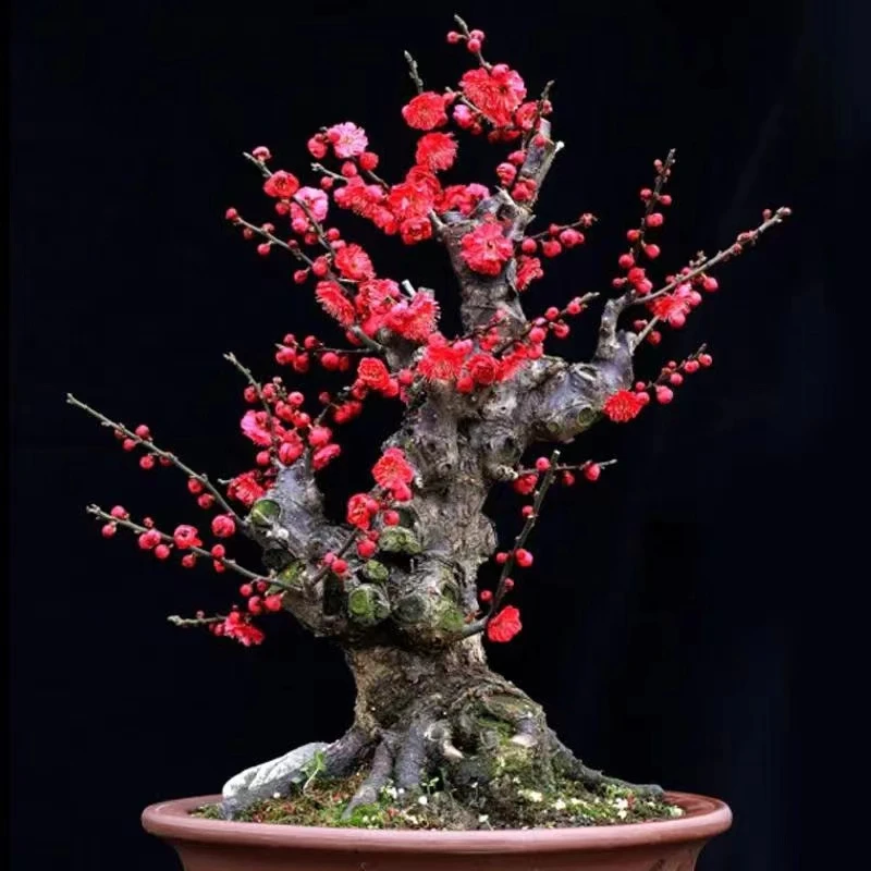 梅花盆景盆栽一物一拍 耐寒绿植花卉庭院室内种植