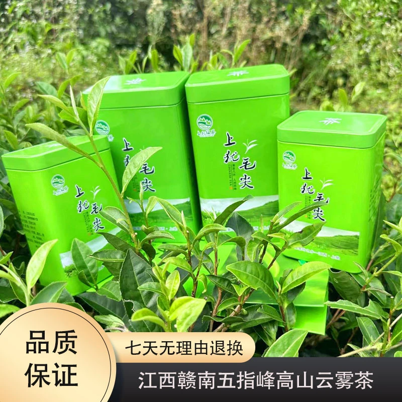 【茶叶】江西绿茶浓香耐泡口粮茶赣南绿茶2025新茶上犹五指峰发货C9