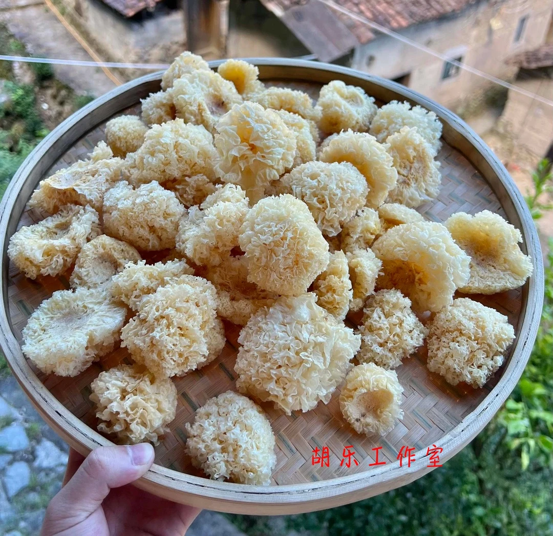 【小银耳】椴木小银耳大山营养美味特产