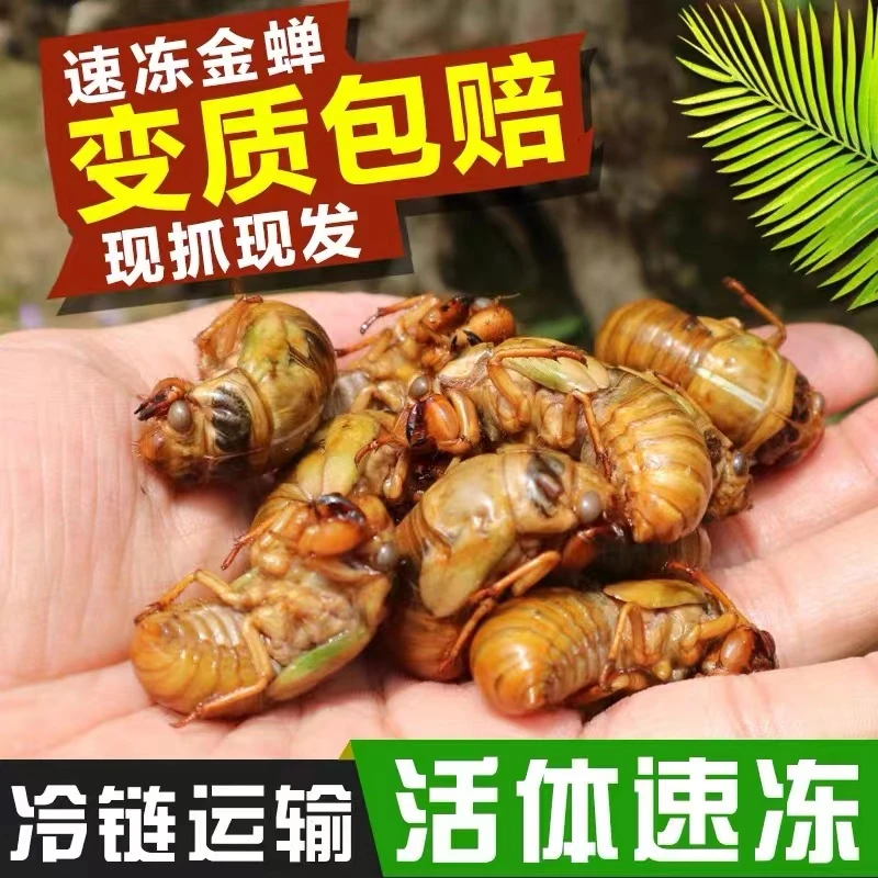 【山东特产】大个头新鲜金蝉知了猴 节流龟 知了龟50只-200只爬叉猴