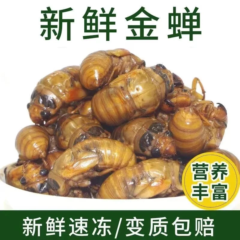 【顺丰包邮】山东新鲜大个头金蝉知了猴节流龟知了龟爬叉猴冷冻发货