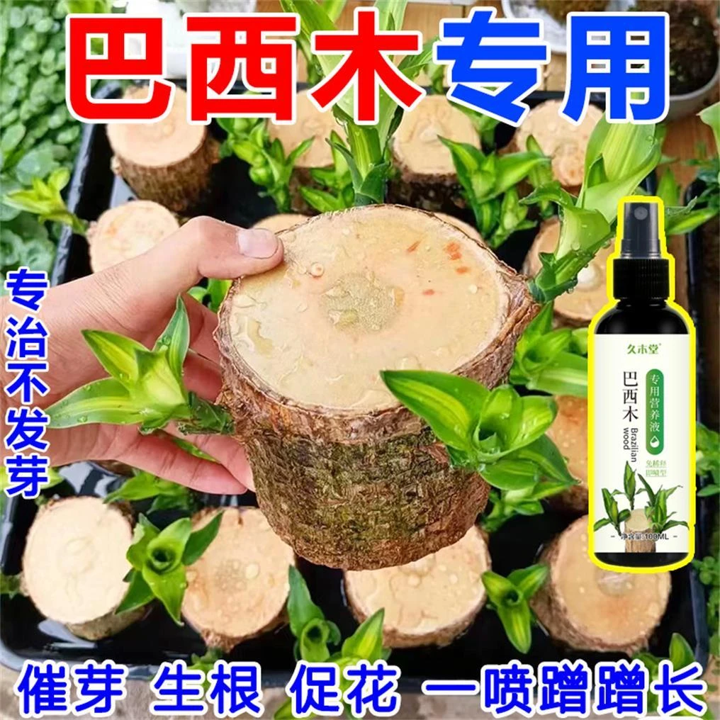 巴西木发芽开花水养专用营养液爆芽生根防黄叶促生长有机新型肥料
