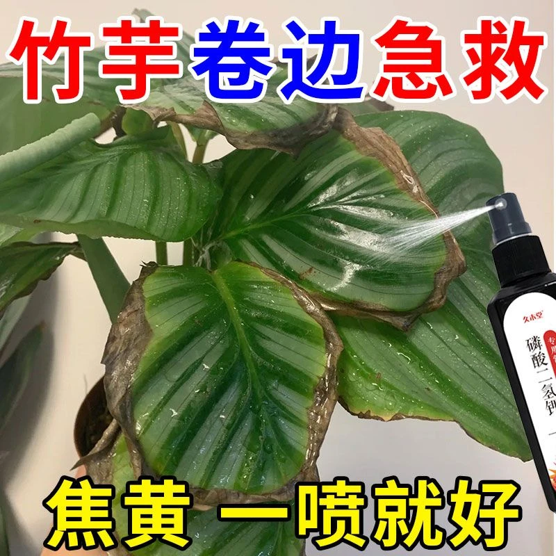 飞羽竹芋营养液专用肥料青苹果孔雀竹芋焦叶卷边枯萎黄叶烂根通用