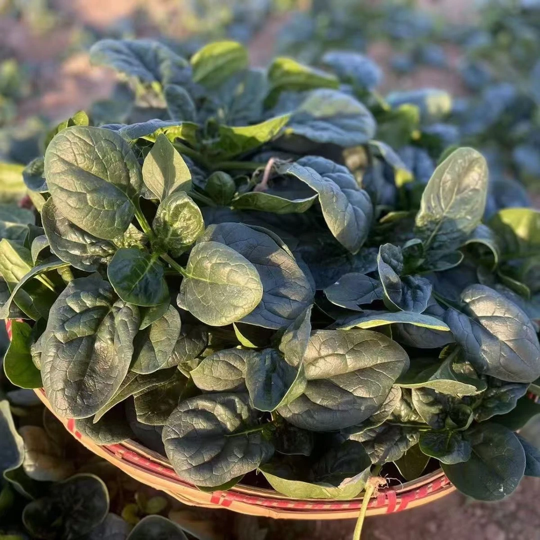 河南新鲜露天霜冻菠菜矮杆趴地菠菜3斤