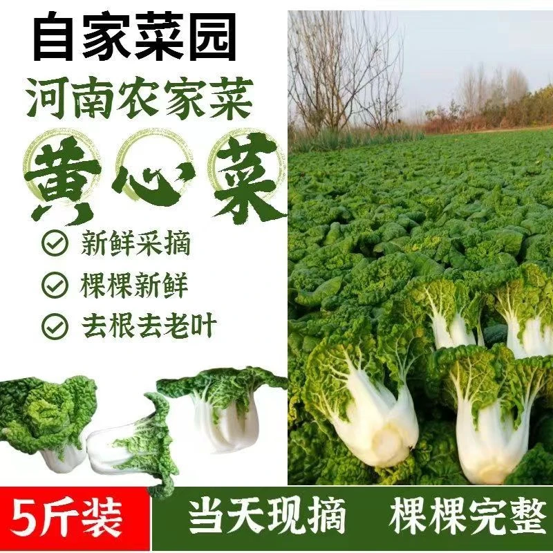 霜打黄心菜【现挖现发】河南露天霜冻农家霜打菜涮火锅炒菜5斤
