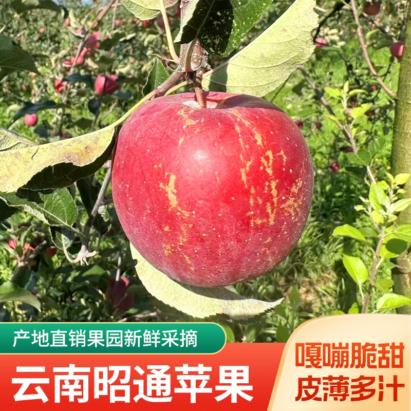 新鲜糖心红富士苹果现摘冰糖心脆甜昭通当季水果