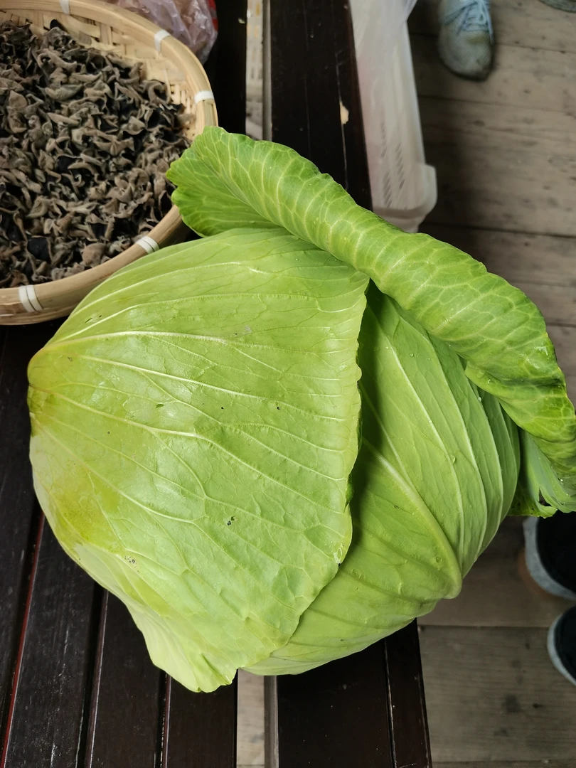 高山农家种植（包菜）