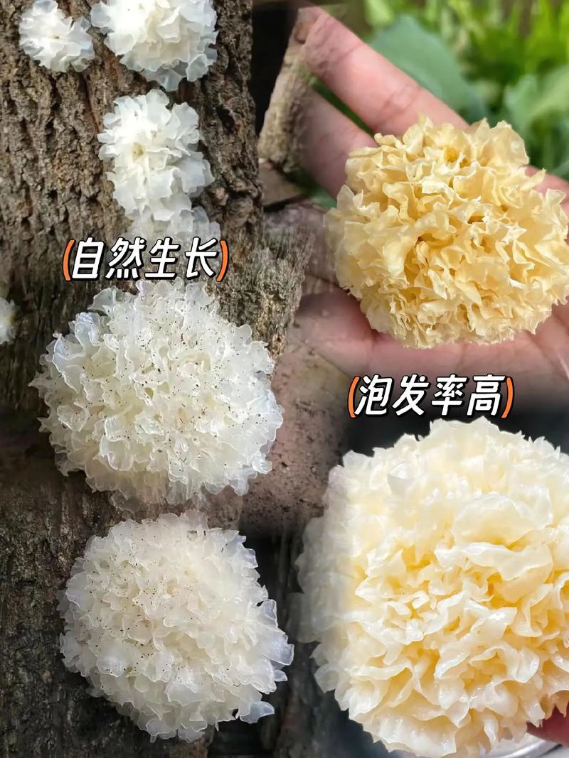 高山农家段木小银耳