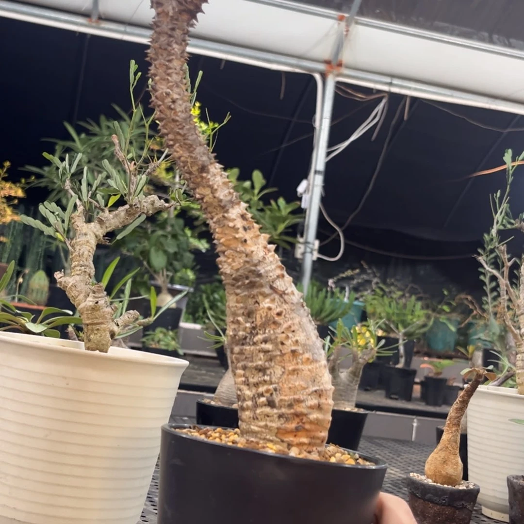 巴士棒槌哈哈哈哈哈哈哈