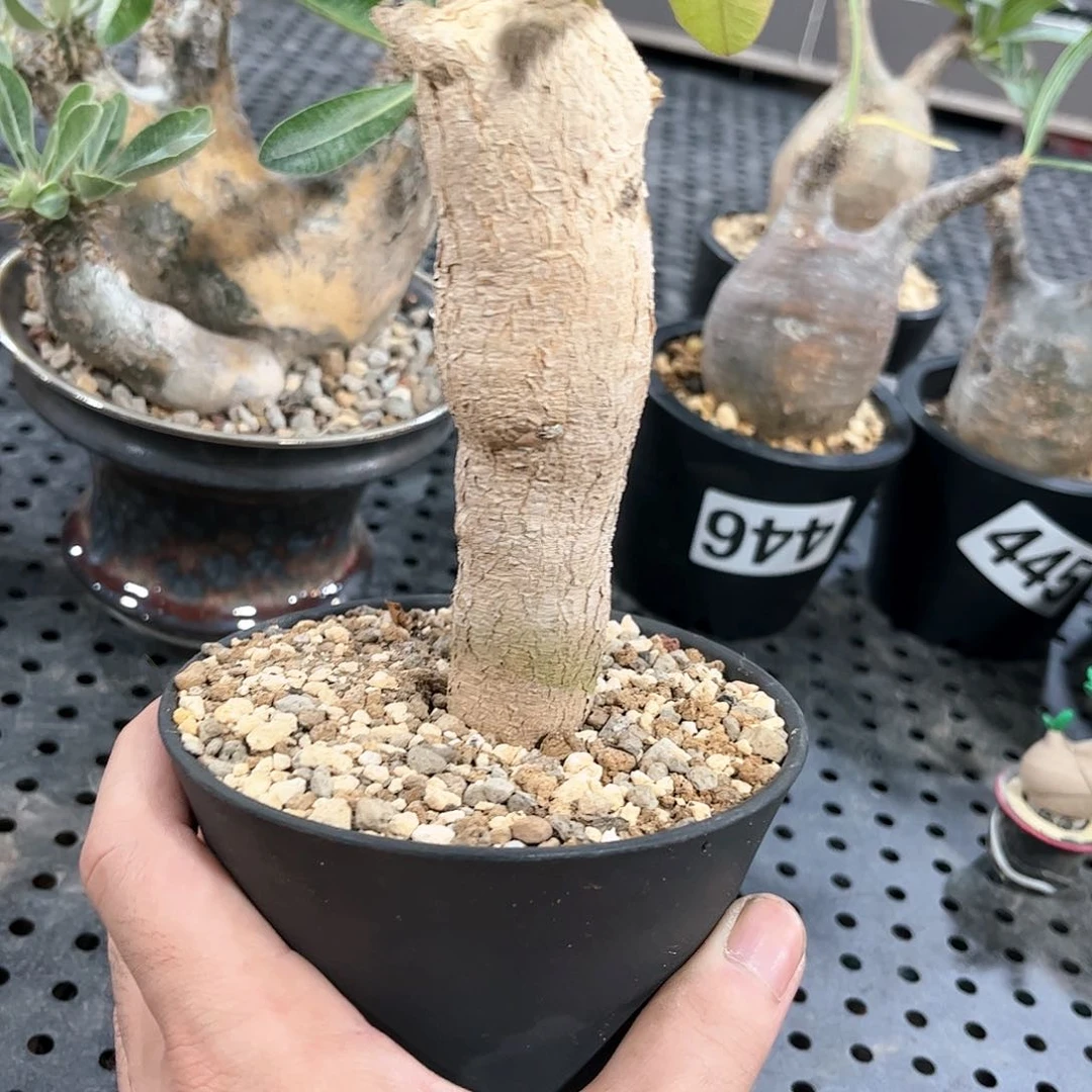 什巴大戟1111111111