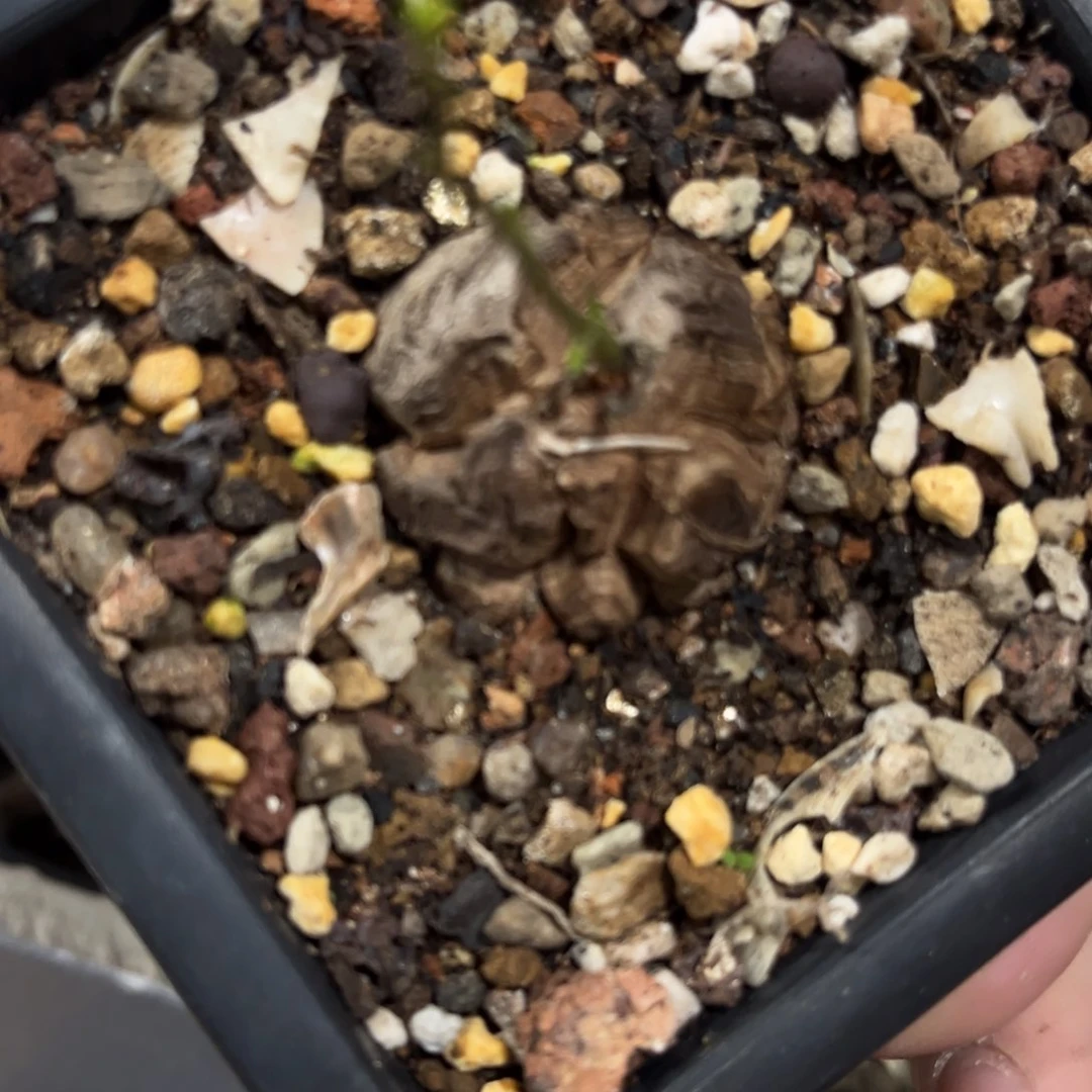 山****炭1111111111111111