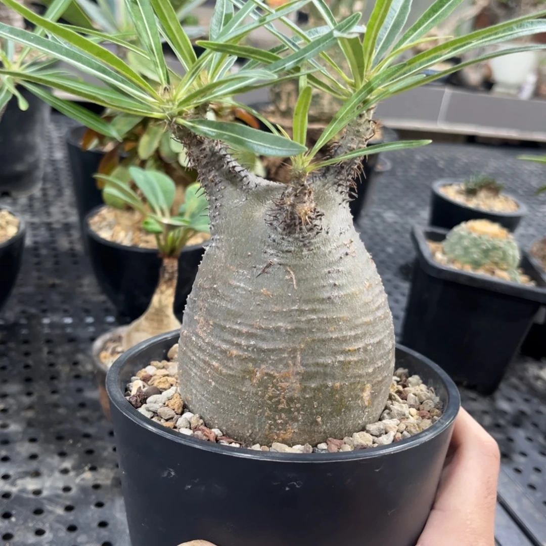 象牙宫哈哈哈哈哈哈哈