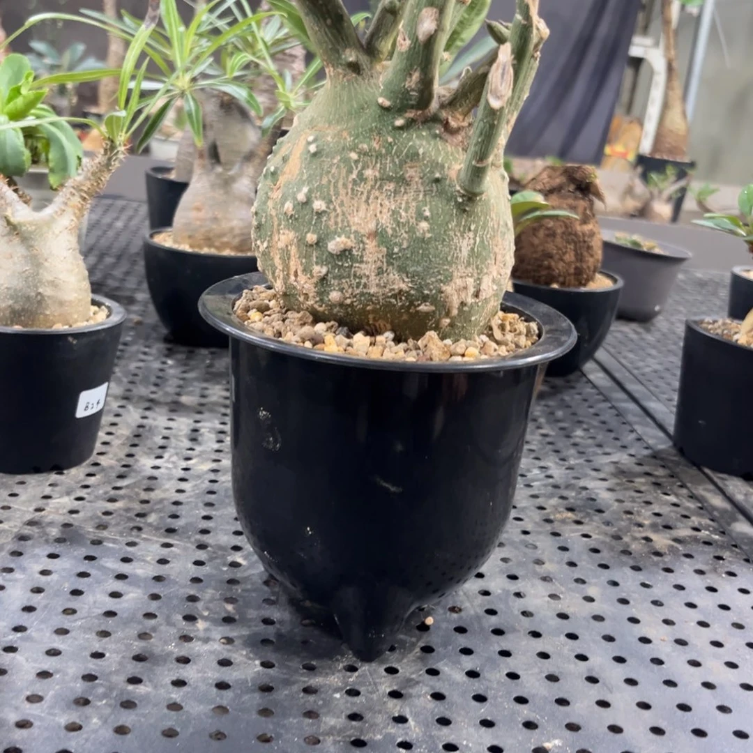 球腺蔓哈哈哈哈哈哈