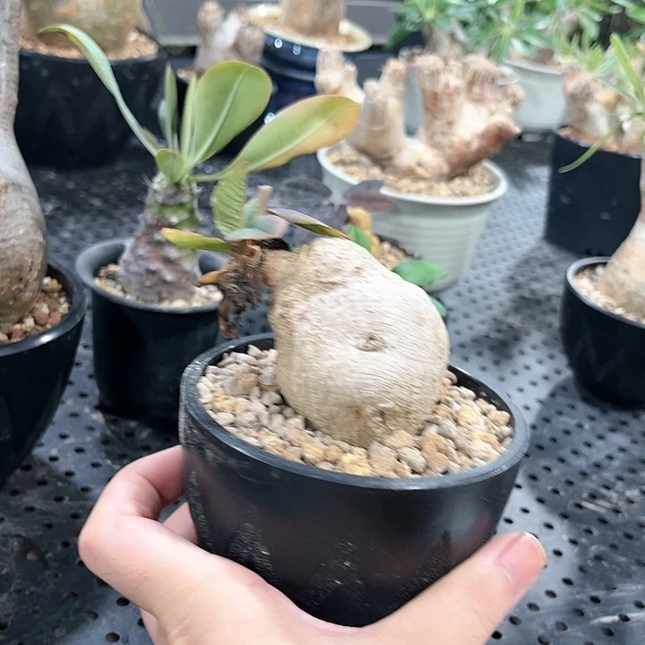 樱花大戟哈哈哈哈哈哈哈