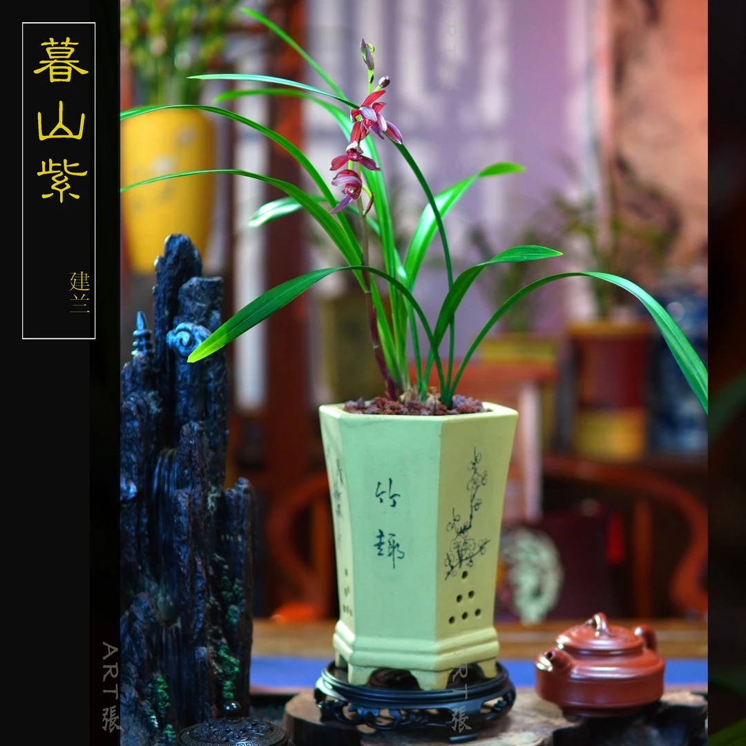 [暮山紫]建兰 紫花配紫泥 兰草盆栽