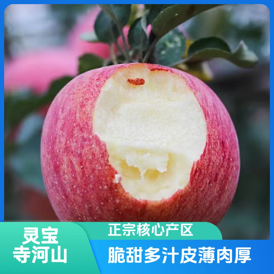 正宗灵宝寺河山红富士苹果脆甜多汁皮薄肉厚现采现发坏果包赔