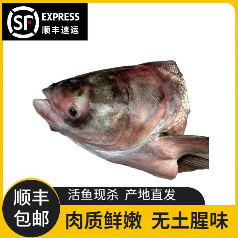 【顺丰包邮】东北野生胖头鱼头6–7斤