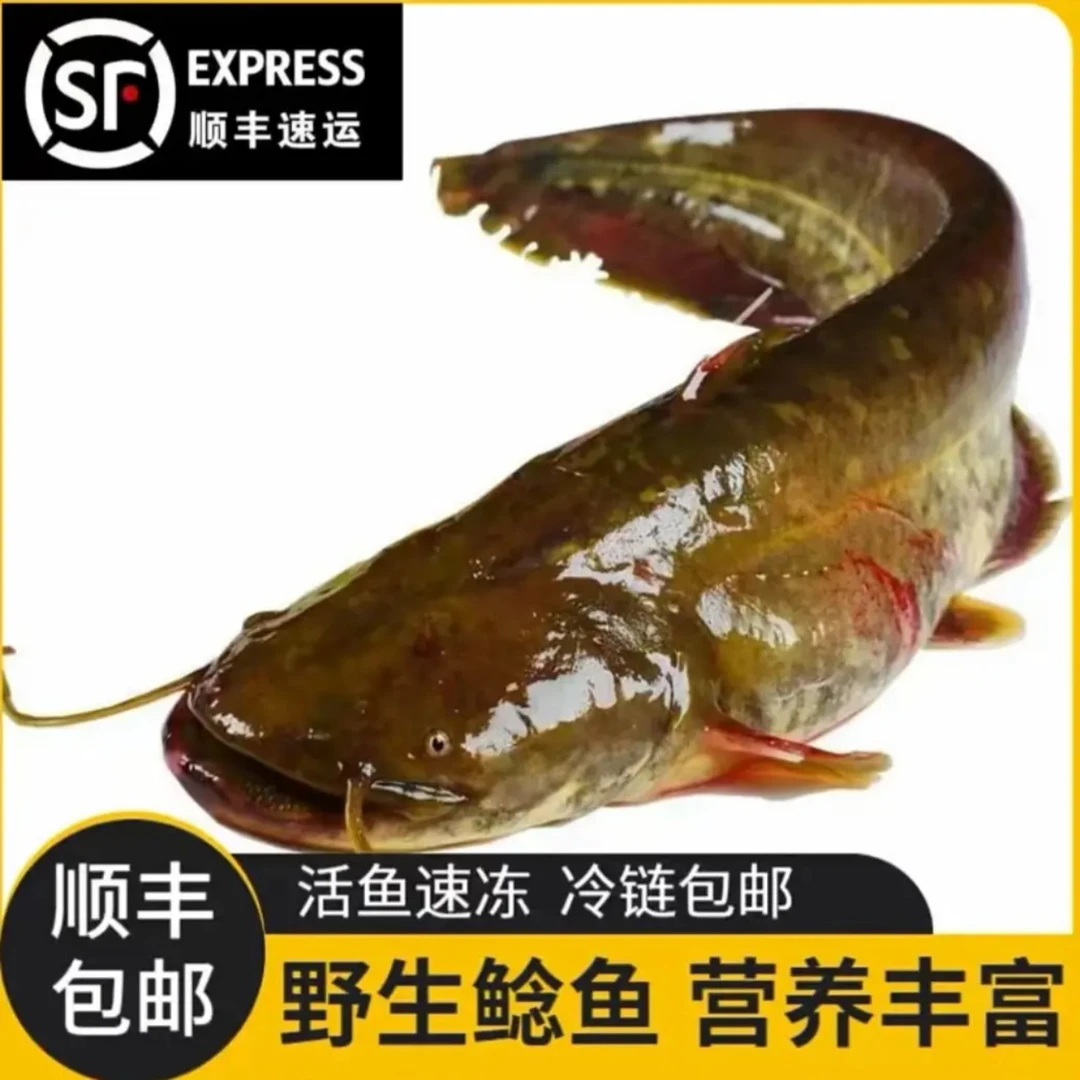 顺丰包邮 东北冷水江鲶鱼8斤（多条大小不等）
