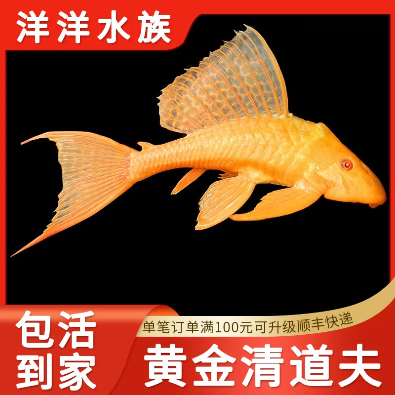 清道夫黄金女王清洁工具鱼热带淡水活体观赏鱼配鱼水族包活耐养鱼