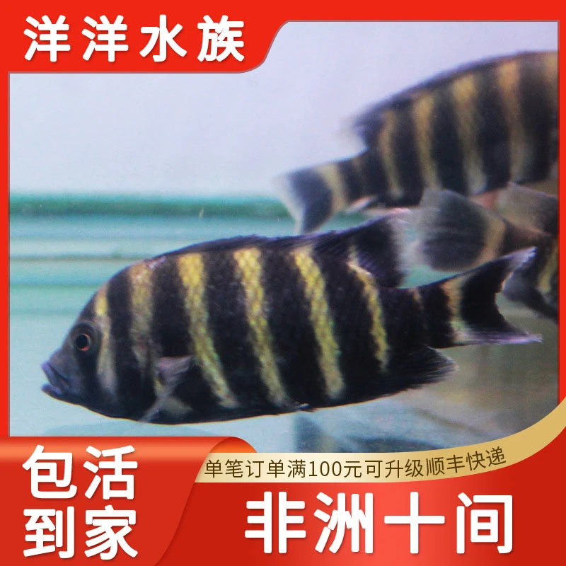 非洲十间鱼热带淡水观赏鱼凶猛活体大型马鲷坦鲷鱼龙鱼虎鱼配鱼
