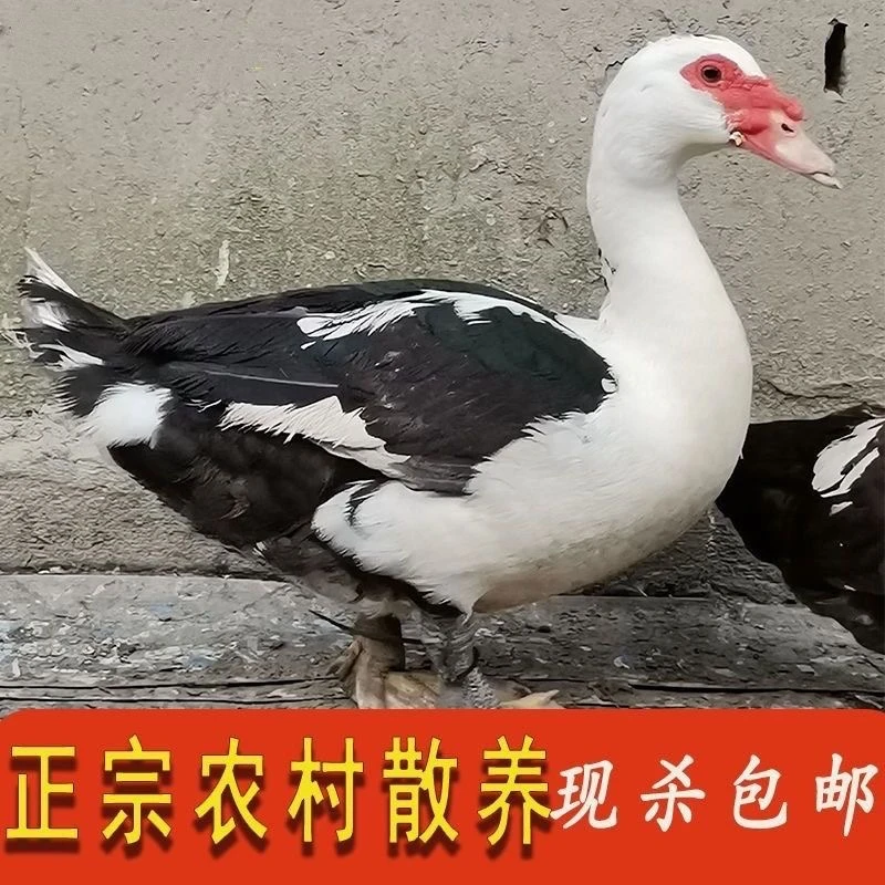 (买一只送俩只三黄鸡）正宗东北农家散养雁鸭