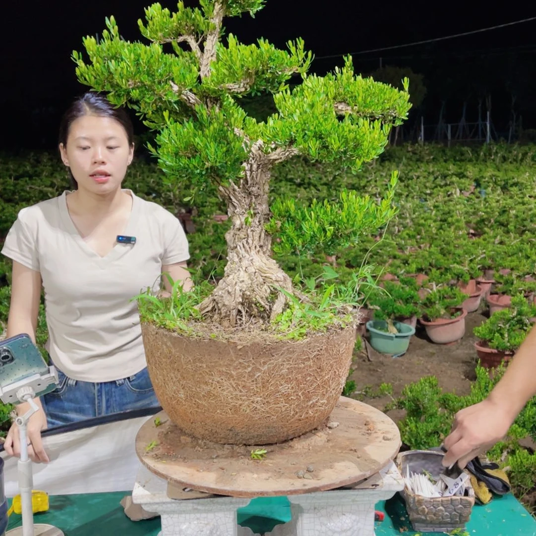 绿植黄杨盆景雀舌软枝