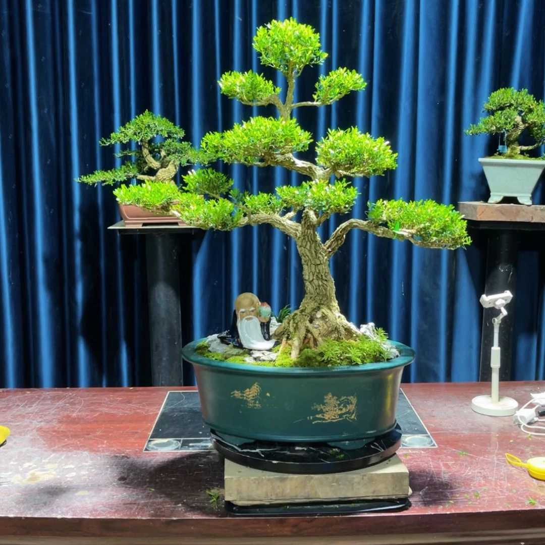 绿植黄杨盆景雀舌软枝