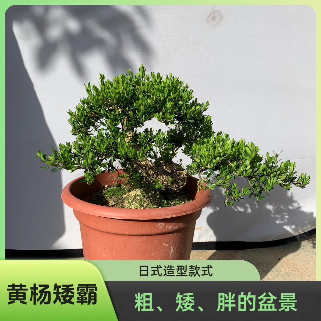 2024日式矮霸造型绿植黄杨盆景好养易活南北皆宜植物盆栽阳台庭院