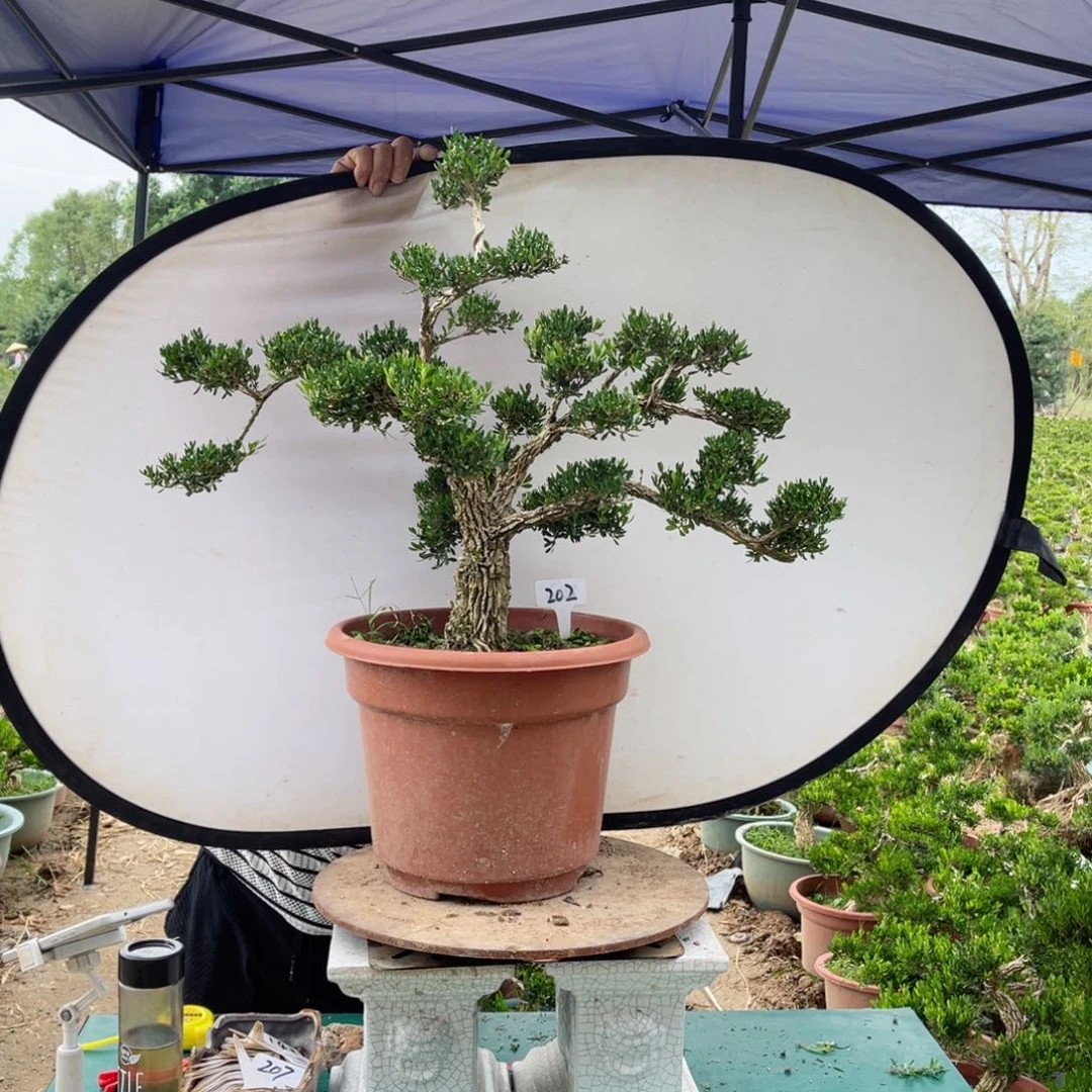 绿植黄杨盆景雀舌软枝202