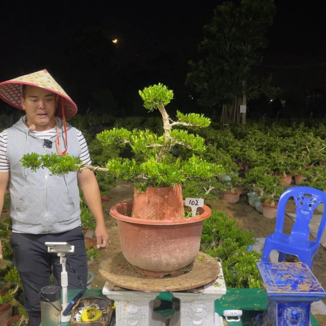 绿植黄杨盆景雀舌软枝102